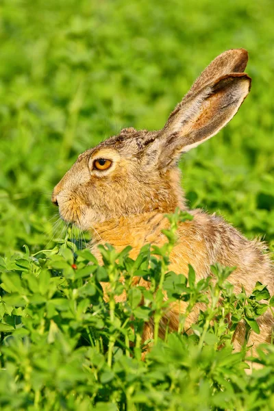 Портрет сидящего коричневого зайца — стоковое фото