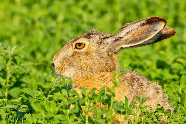 Портрет сидящего коричневого зайца — стоковое фото