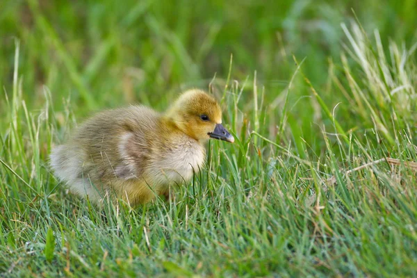 Portrait of a graylag goose chick — Stock Photo, Image