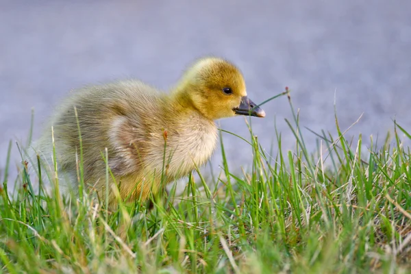 Portrét Chick husí graylag — Stock fotografie