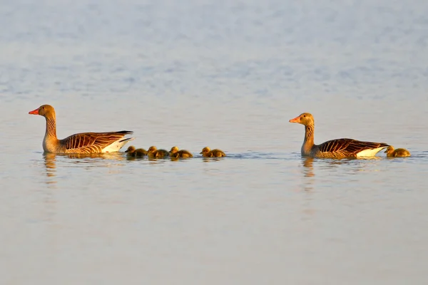 Família de gansos cinzentos nadando em uma lagoa — Fotografia de Stock