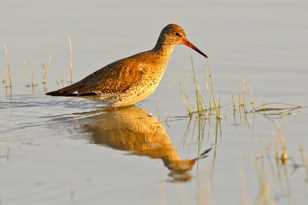 Portret redshank — Zdjęcie stockowe