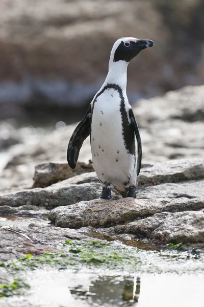 Tučňák brýlový (spheniscus demersus) v kolonii balvany — Stock fotografie