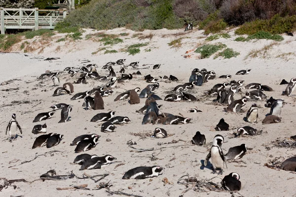 Pinguins africanos (spheniscus demersus) na colónia de Boulders — Fotografia de Stock
