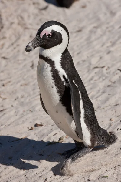 Pingwin przylądkowy (spheniscus demersus) w Kolonii głazy — Zdjęcie stockowe