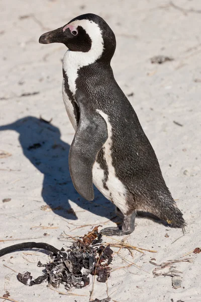 Αφρικανική penguin (spheniscus demersus) στην αποικία ογκόλιθοι — Φωτογραφία Αρχείου