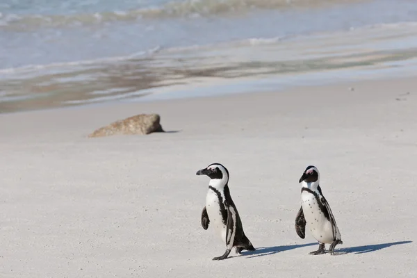 Africké tučňáci (spheniscus demersus) v kolonii balvany — Stock fotografie