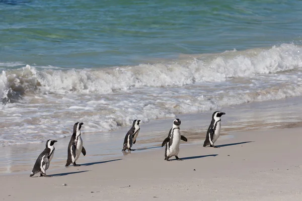 Afrikanska pingviner (spheniscus demersus) på stenblock kolonin — Stockfoto