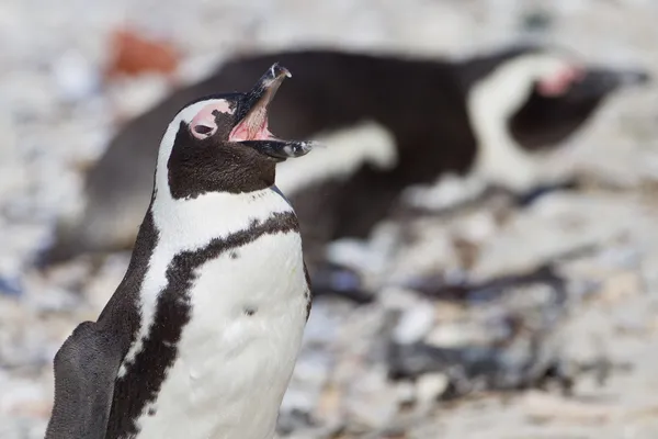 Afrikanska pingviner (spheniscus demersus) på stenblock kolonin — Stockfoto