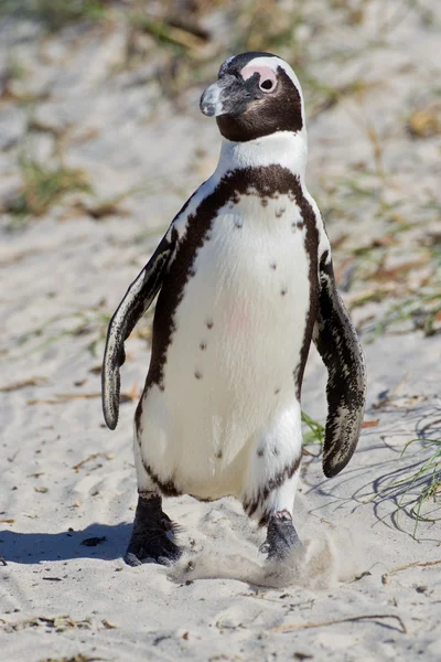 Tučňák brýlový (spheniscus demersus) v kolonii balvany — Stock fotografie
