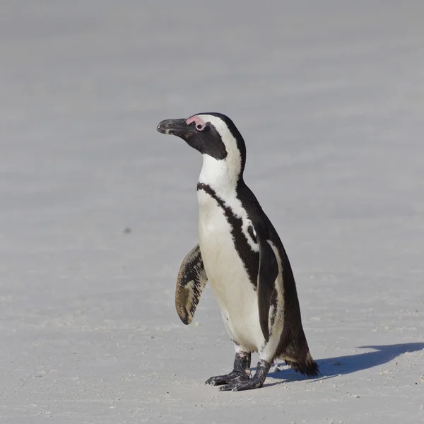 Африканський Пінгвин (піднімаючі demersus) в колонії валуни — стокове фото