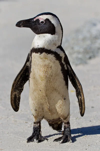 Pingüino africano (spheniscus demersus) en la colonia de Boulders —  Fotos de Stock