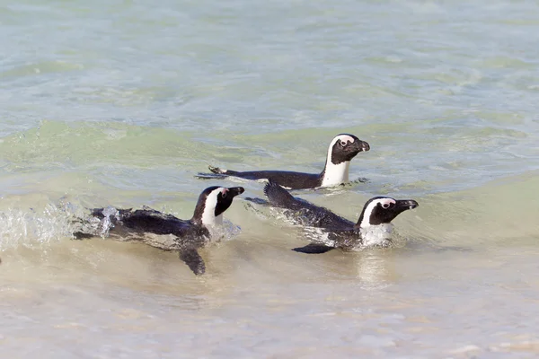Africké tučňáci (spheniscus demersus) v kolonii balvany — Stock fotografie