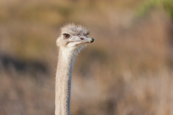 Страус (struthio camelus) в Национальном парке Столовая гора — стоковое фото