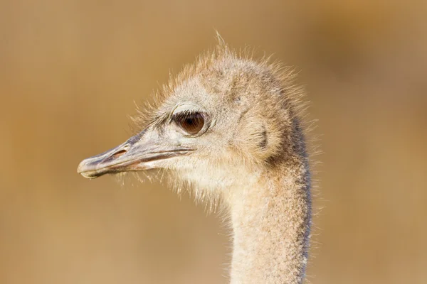 Struzzo (struthio camelus) al Table Mountain National Park — Foto Stock