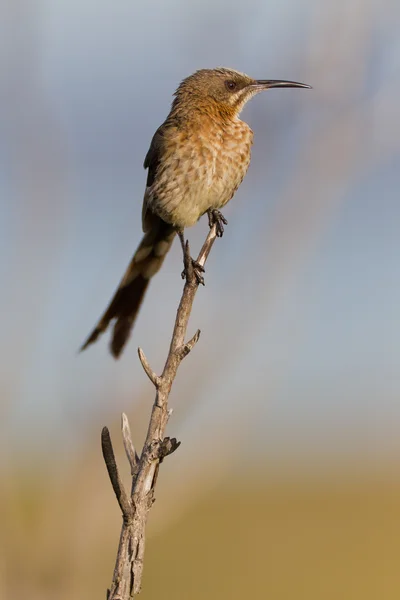 开普 sugarbird (promerops cafer) 在桌山国家公园 — 图库照片