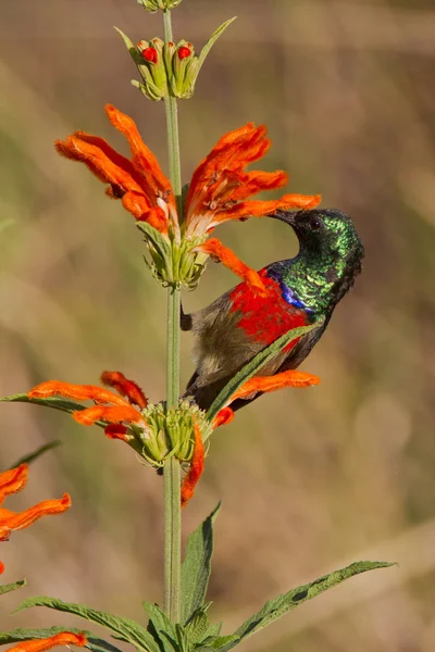 Oiseau solitaire à poitrine écarlate (nectarinia senegalensis) en milieu sauvage — Photo