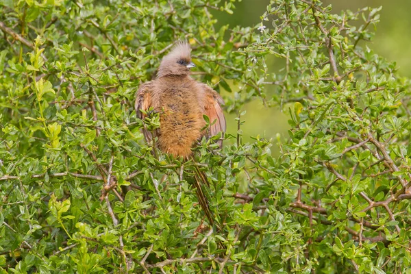 有斑点的 mousebird (colius 体) 在阿多大象公园 — 图库照片