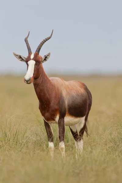Bontebok (kallad dorcas) på Bontebok National Park — Stockfoto