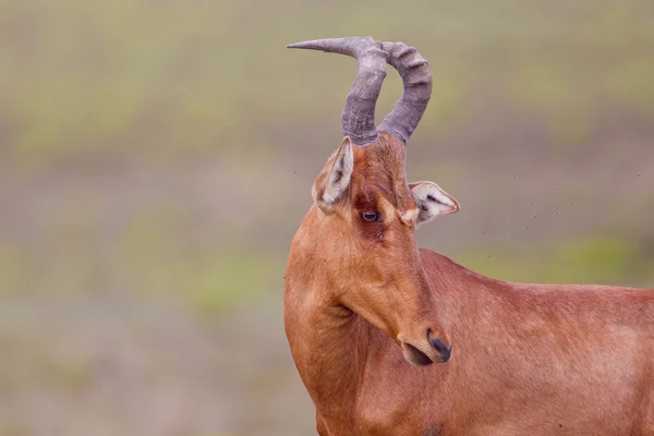 Haartebeest (alcelaphus buselaphus) en Addo Elephant Park —  Fotos de Stock