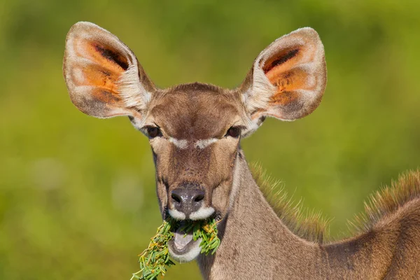 Gran Kudu (tragelaphus strepsiceros) en el Parque del Elefante Addo — Foto de Stock