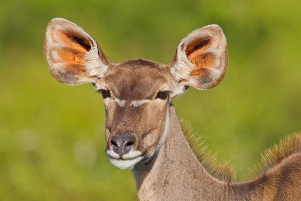 Większe Kudu (tragelaphus strepsiceros) w parku słoni Addo — Zdjęcie stockowe