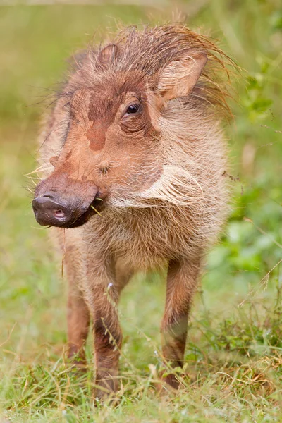 Warthog (phacochoerus africanus) at Addo Elephant Park — Stock Photo, Image