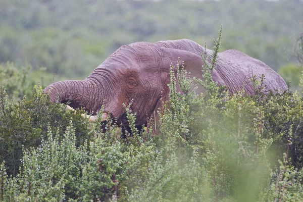 African elephant (loxodonta africana) at the Addo Elephant Park. — Stock Photo, Image