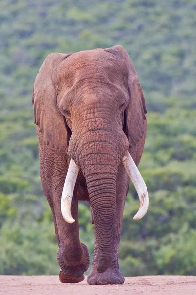 Slon africký (loxodonta africana) v parku addo elephant. — Stock fotografie