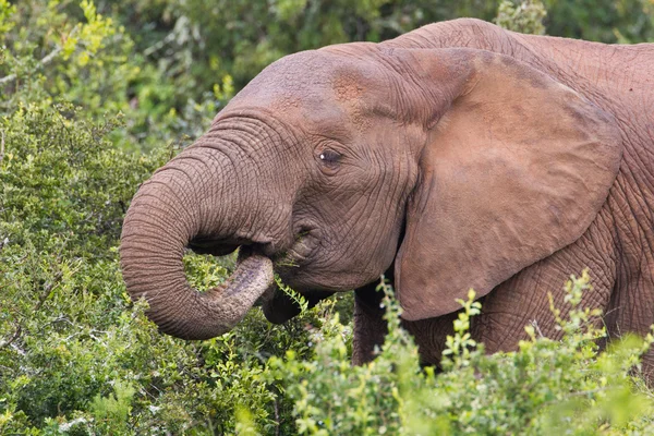Slon africký (loxodonta africana) v parku addo elephant. — Stock fotografie