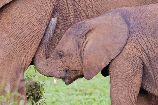 Słonie afrykańskie (loxodonta africana) w parku słoni Addo — Zdjęcie stockowe