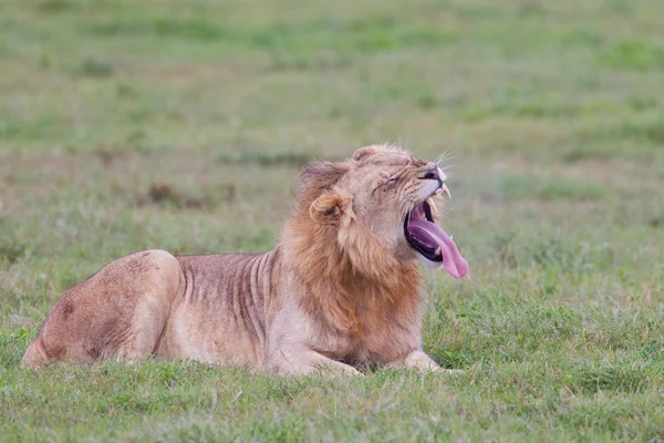 León macho (leo panthera) en el Parque del Elefante Addo —  Fotos de Stock