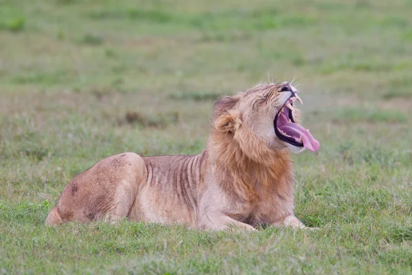 Leão macho (leo panthera) no Parque Addo Elefante — Fotografia de Stock