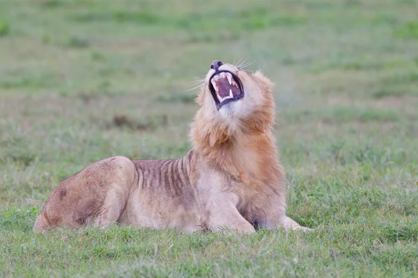Leão macho (leo panthera) no Parque Addo Elefante — Fotografia de Stock