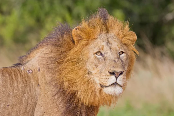 Mężczyzna lew (leo panthera) w parku słoni Addo — Zdjęcie stockowe