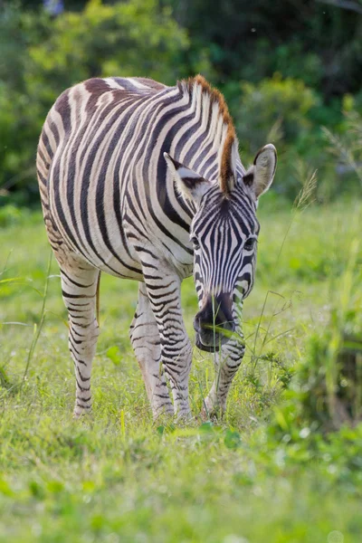 Burchell 's Zebra (equus quagga) im Addo Elefantenpark — Stockfoto