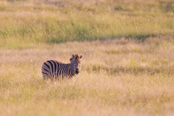 La zebra di Burchell (equus quagga) all'Addo Elephant Park — Foto Stock