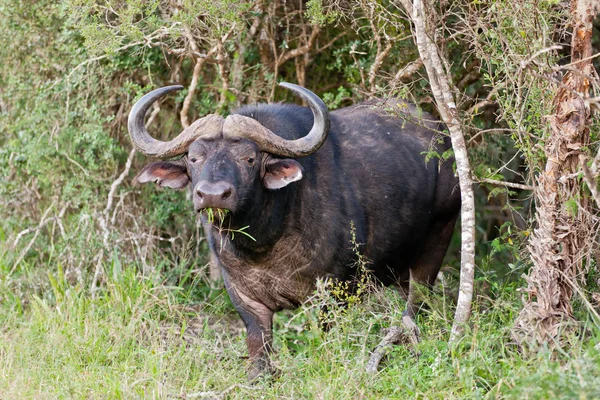 Afryki buffalo (syncerus caffer) w parku słoni Addo — Zdjęcie stockowe