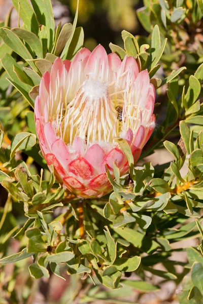 Protea flower at Table Mountain National Park — Stock Photo, Image
