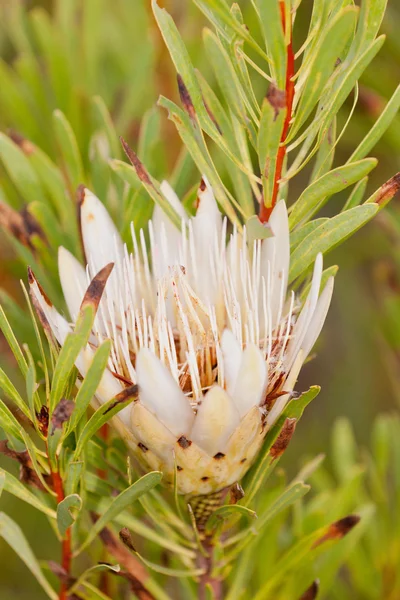 stock image Protea flower at Bontebok National Park