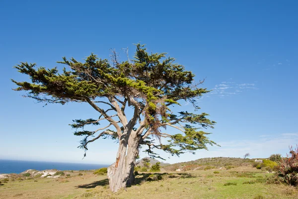 喜望峰の半島で野生の木 — ストック写真