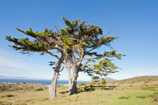 Άγριο δέντρο στη χερσόνησο της ακρωτήριο της καλής ελπίδας — Φωτογραφία Αρχείου