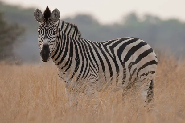 Portret van een wild zebra in zuidelijk Afrika. Stockfoto