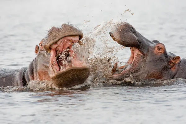 Grupo de hipopótamos selvagens em um buraco de água . Imagens Royalty-Free