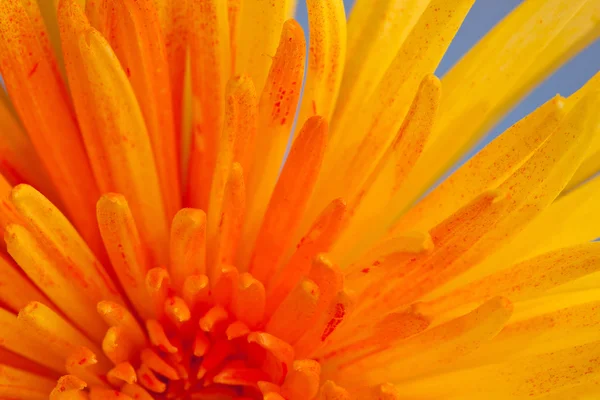 Extreme macro shot of a chrysanthemum against a blue background Stock Picture