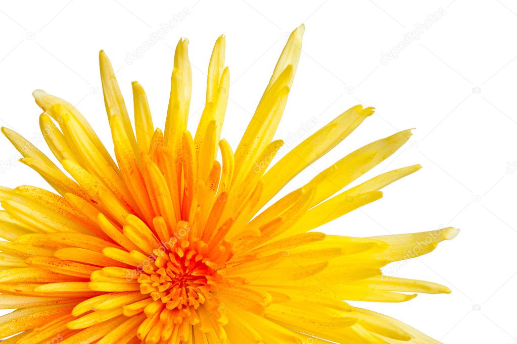 Extreme macro shot of a chrysanthemum against a white background