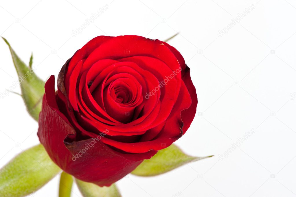 Macro shot of a red rose against a white background