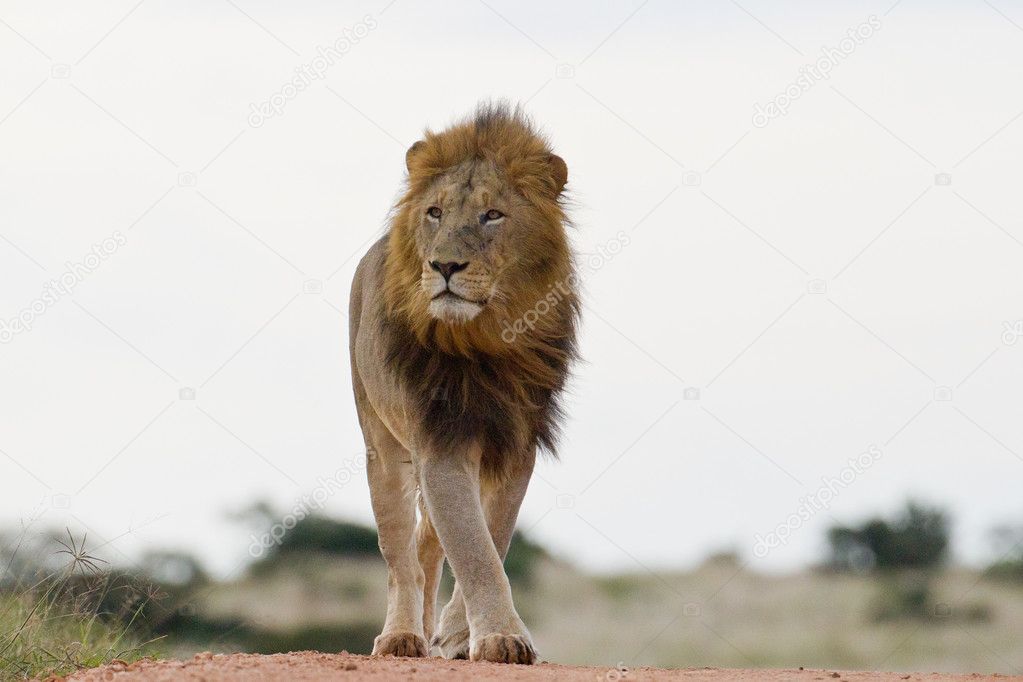 Male lion (leo panthera) at the Addo Elephant Park