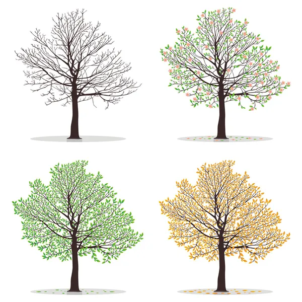 Four seasons trees — Stock Vector
