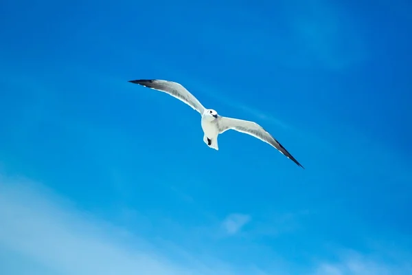 stock image Seagull flying with a blue sky background